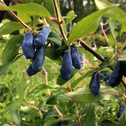 Blåbärstry Lonicera Caerule Akamtschatica Aurora