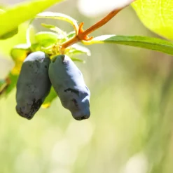 Blåbärstry Lonicera Caerule Akamtschatica Aurora