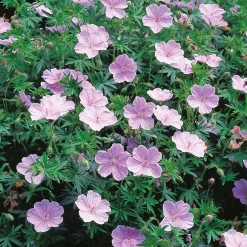 Blodnäva Apfelblüte
