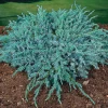 Blue Carpet 30-35 cm