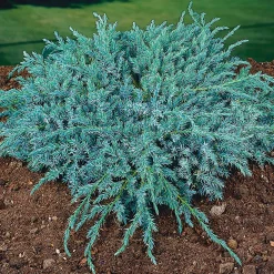 Blue Carpet 30-35 cm