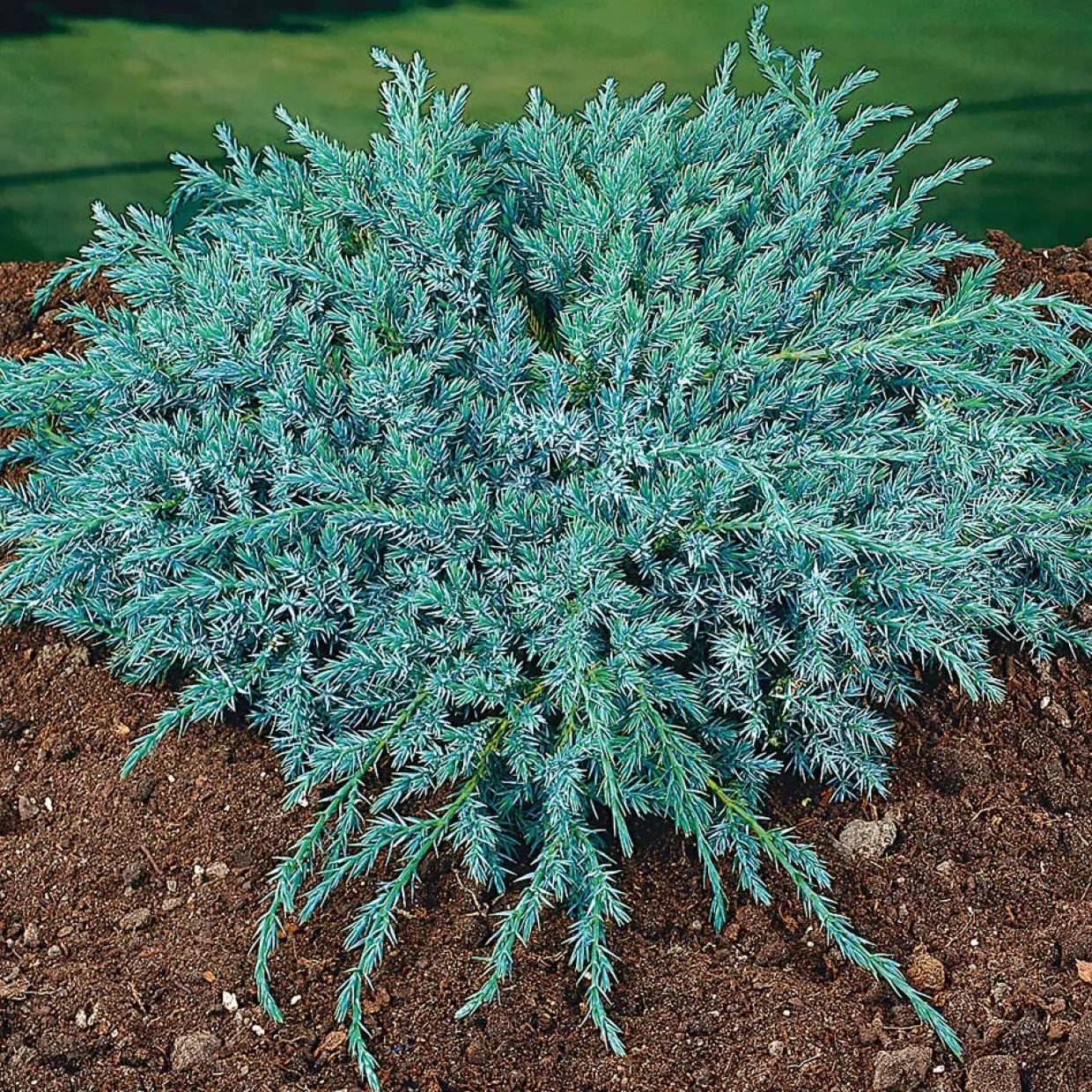 Blue Carpet 30-35 cm