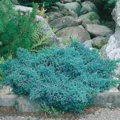 Bluestar 20-25 cm