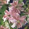 Broughton Star 40-60 cm
