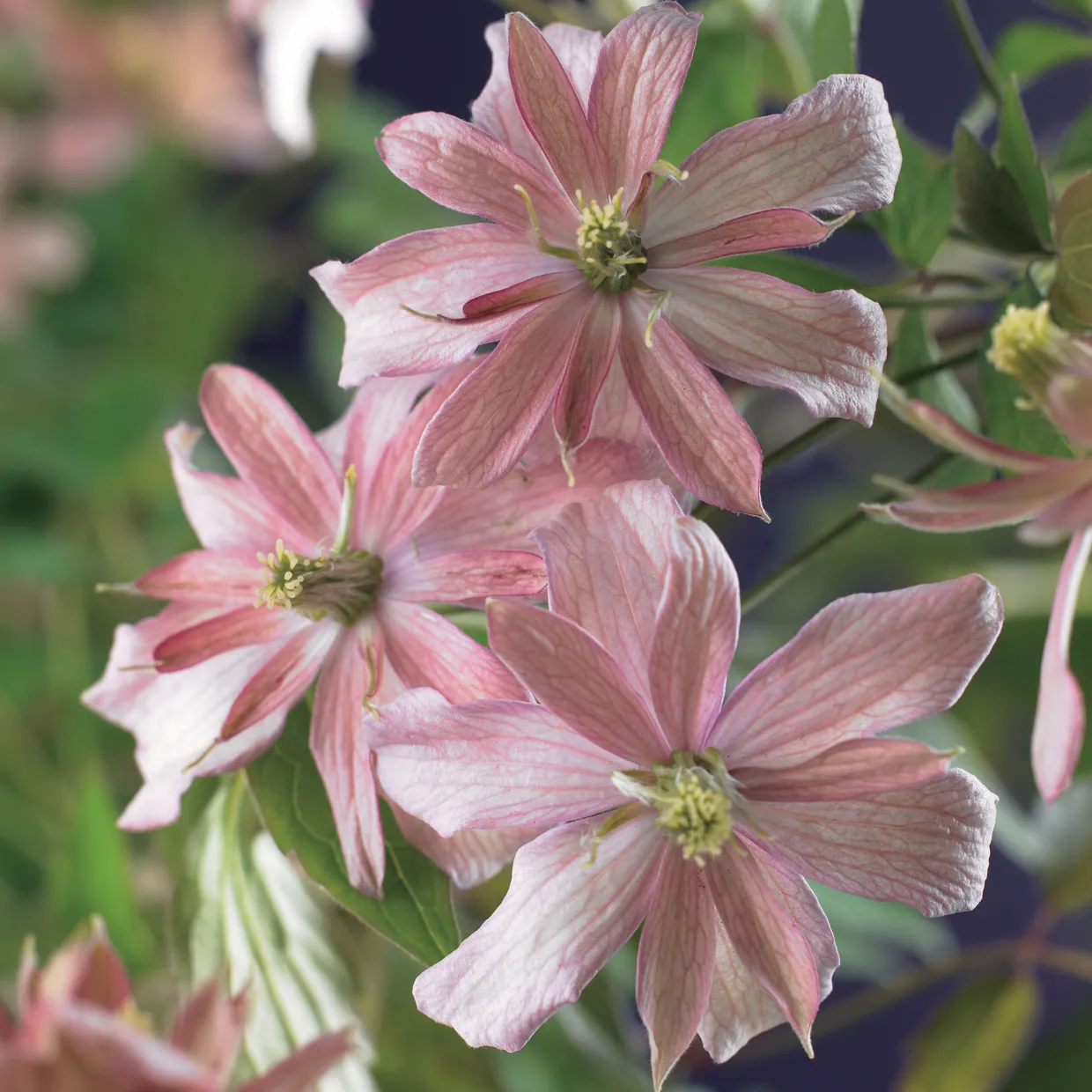 Broughton Star 40-60 cm