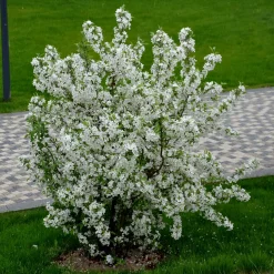 Bukettapel