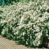 Bukettspirea 50-80 cm