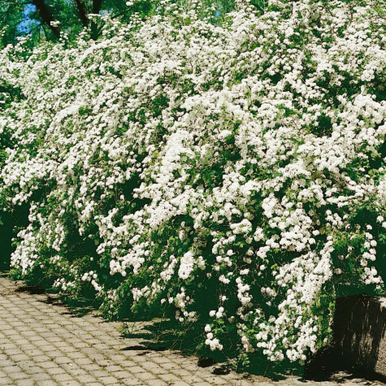 Bukettspirea 50-80 cm