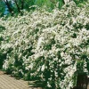 Bukettspirea 80-100 cm