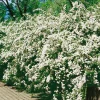 Bukettspirea 30-50cm Krukodlade
