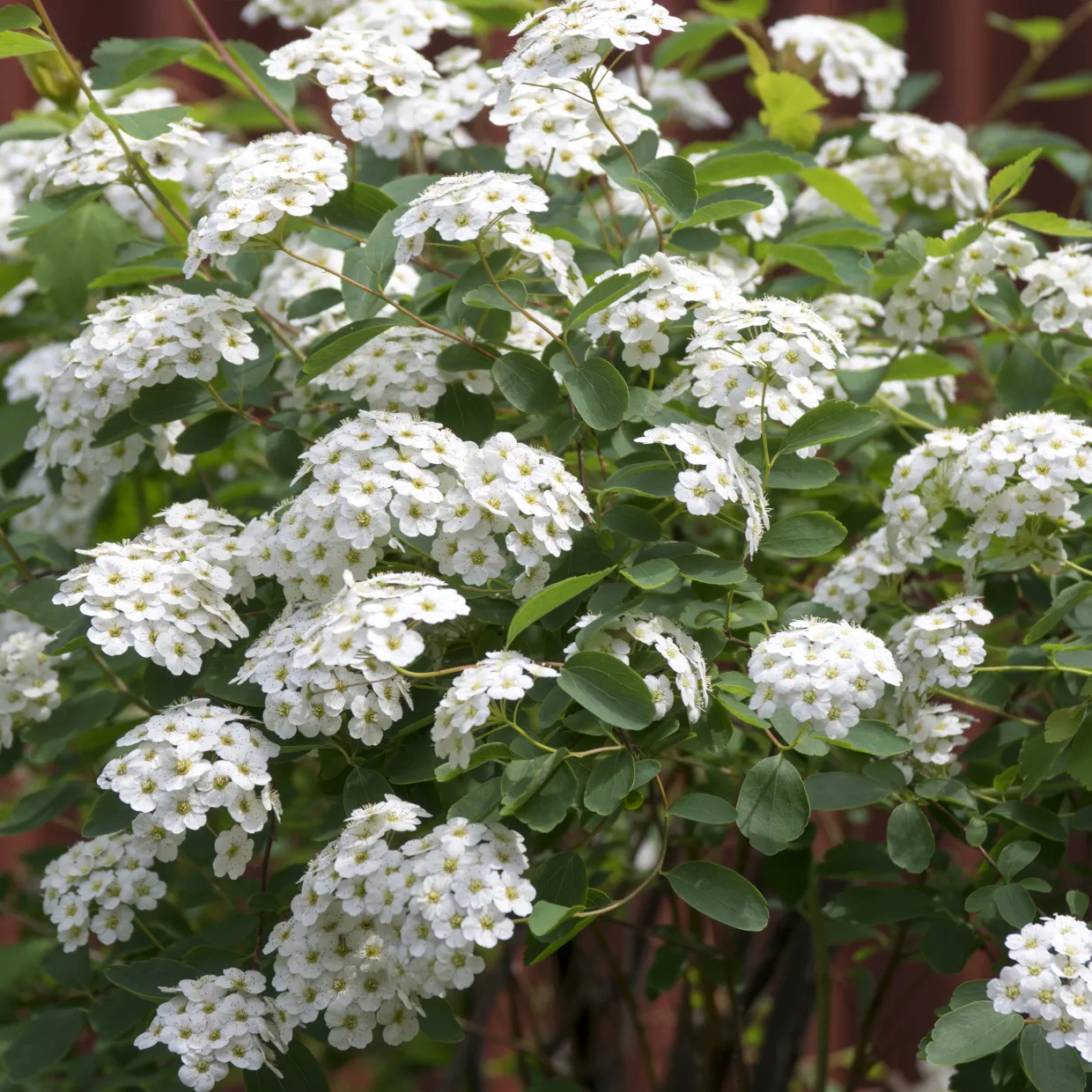 Bukettspirea 30-50cm Krukodlade