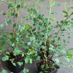 Bukettspirea 30-50cm Krukodlade
