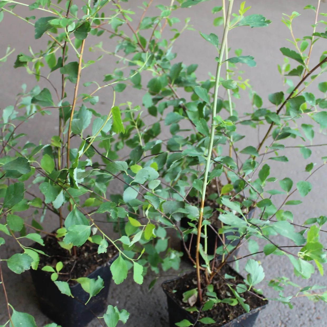 Bukettspirea 30-50cm Krukodlade