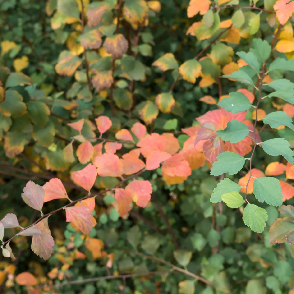 Bukettspirea 30-50cm Krukodlade
