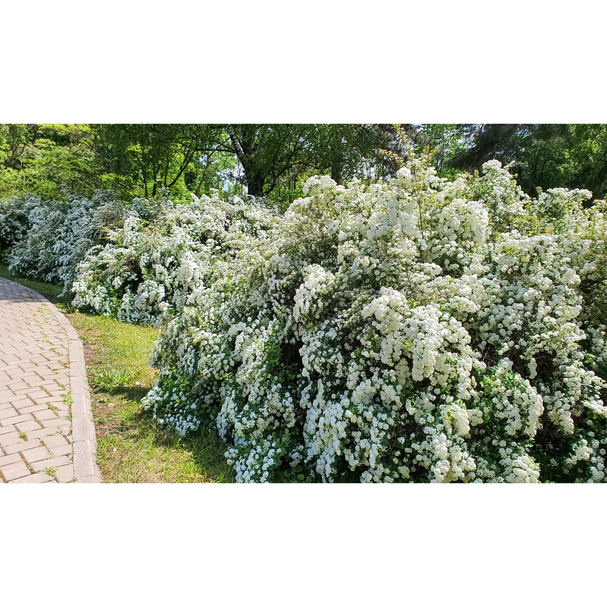 Bukettspirea 30-50cm Krukodlade