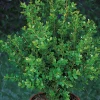 (Buxus Faulkner) 20-30 cm
