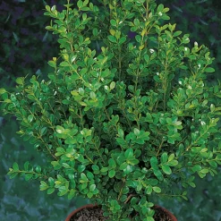 (Buxus Faulkner) 20-30 cm