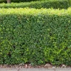 (Buxus Sempervirens) 30-40 cm