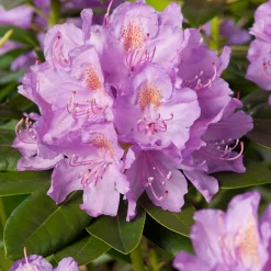 Catawbiense Grandiflorum