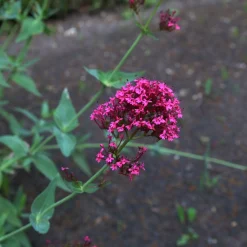 Centranthus Ruber Coccineus