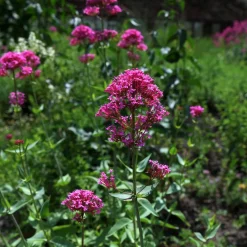 Centranthus Ruber Coccineus