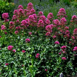 Centranthus Ruber Coccineus
