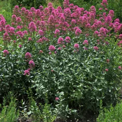 Centranthus Ruber Coccineus