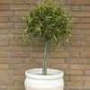 50-60 cm