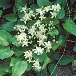 40-60 cm