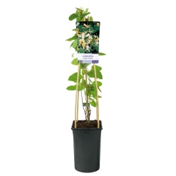 40-60 cm