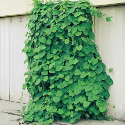 40-60 cm