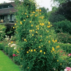 40-60 cm