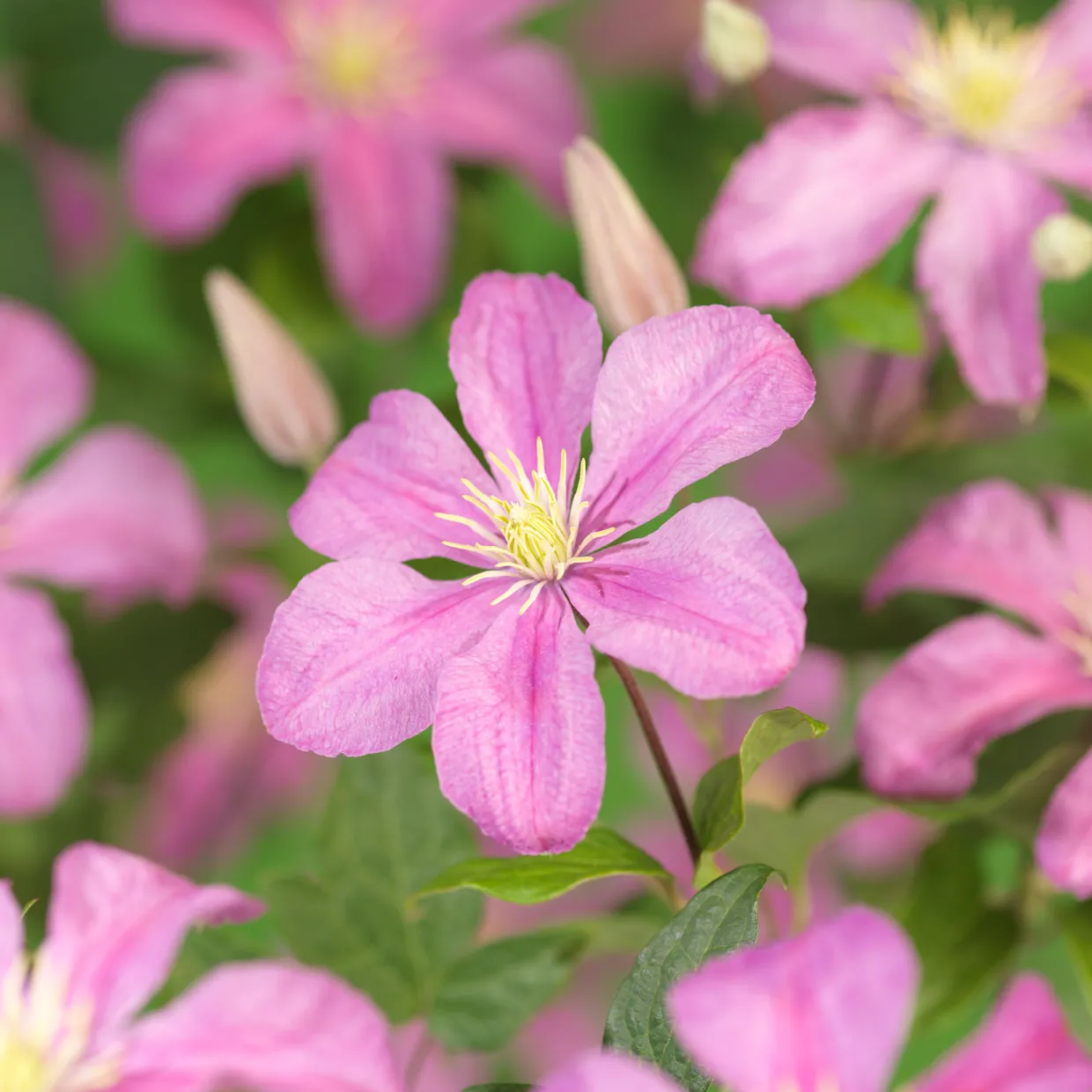 40-60 cm