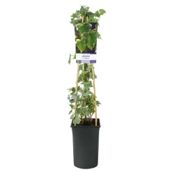 40-60 cm