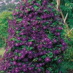 40-60 cm