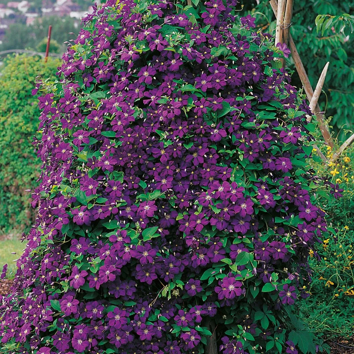 40-60 cm