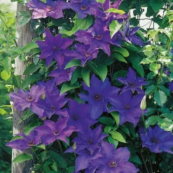 40-60 cm