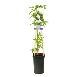 40-60 cm