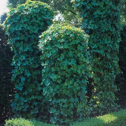40-60 cm