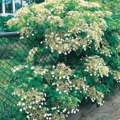 30-40 cm