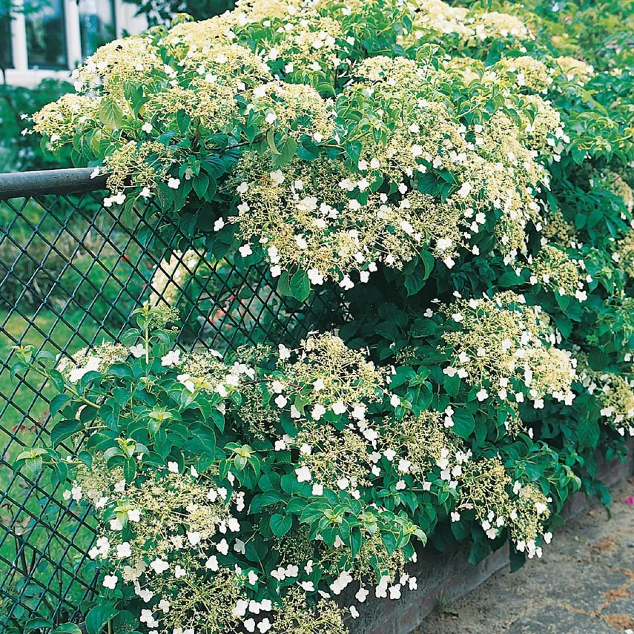 30-40 cm