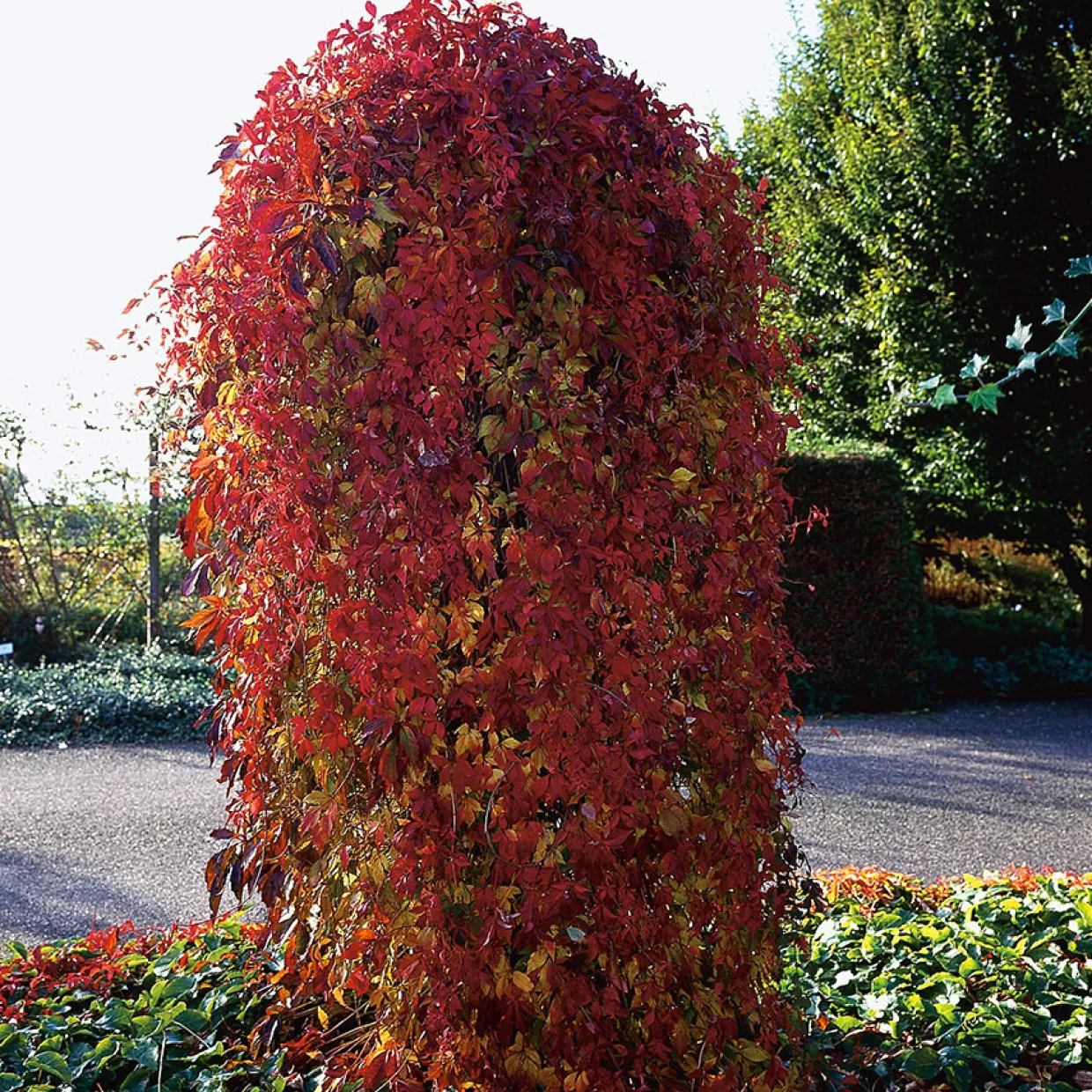 40-60 cm