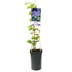 40-60 cm
