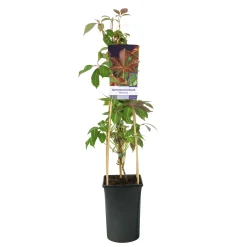 40-60 cm