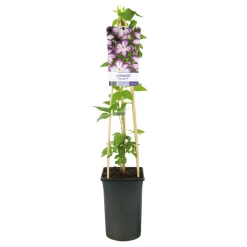 40-60 cm