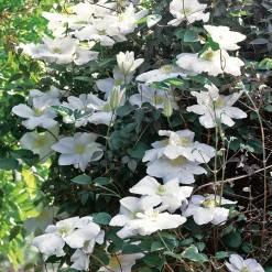 40-60 cm