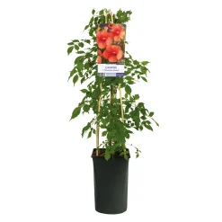 40-60 cm