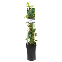 40-60 cm