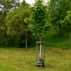 350-450 cm Frilandsodlat Högstamsträd med Grönt Lövverk