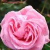 Coral Dawn